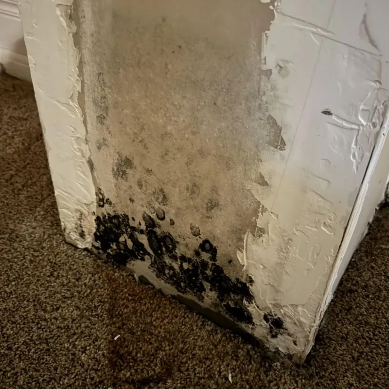 Professional Mold Removal in Gypsum, CO
